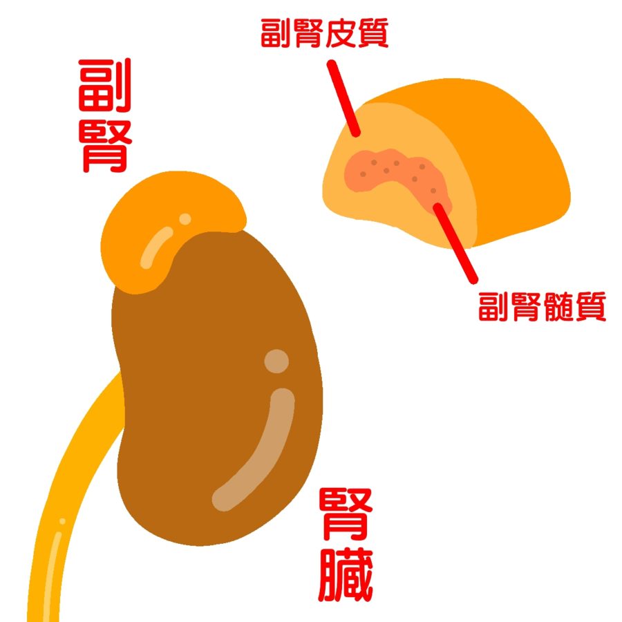 副腎疲労 疲労回復処 輔 Task 鍼灸院